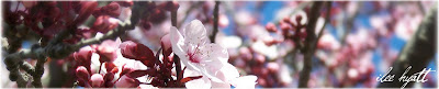 cherry blossoms