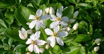 Mexican Orange Blossom Stock Photos Mexican Orange Blossom Stock