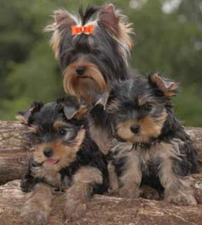 Yorkshire Yorkshire-Terrier