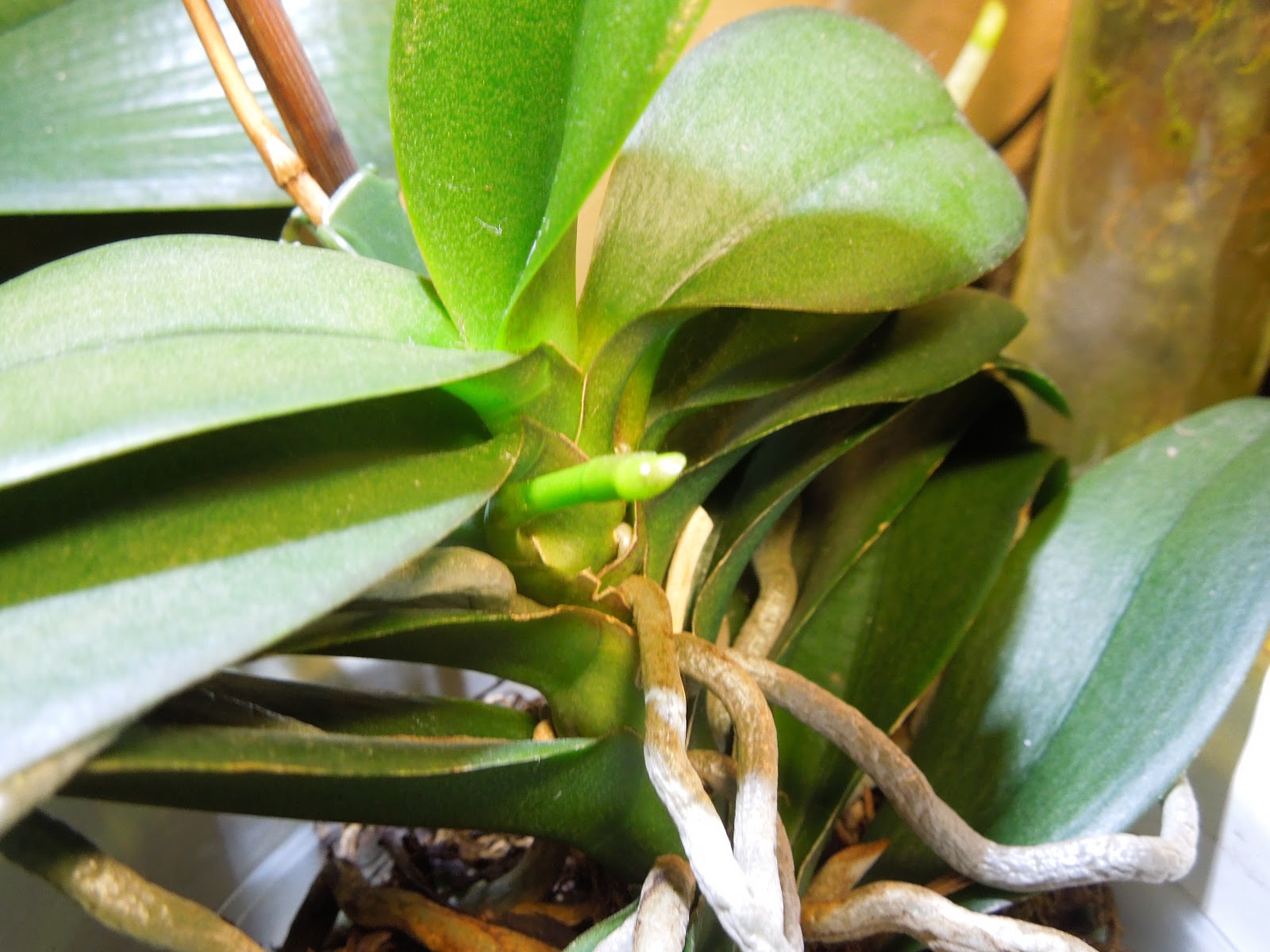 ORCHIDS & ME PHALAENOPSIS SPIKES & a KEIKI 28th October 2012