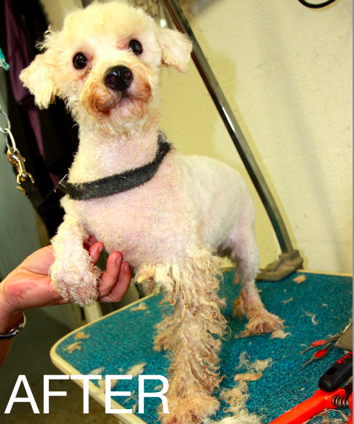 puppy mills in florida bark clark puppy mill rescue in florida puppy mills in florida bark clark puppy mill rescue in florida