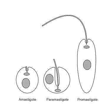 LEISHMANIA BRAZILIENSIS leishmania braziliensis: