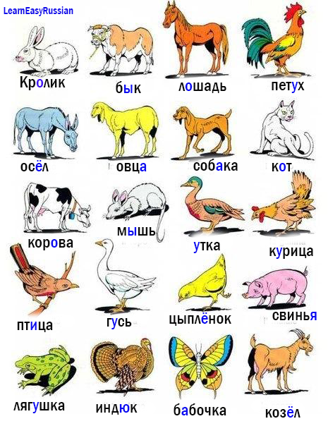 ABC Russian: Vocabulary: Animals in Russian