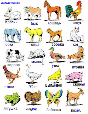 Russian vocabulary: Animals