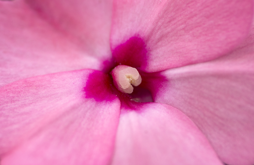 Fotografía macro hortensia rosa Fotografía macro hortensia rosa