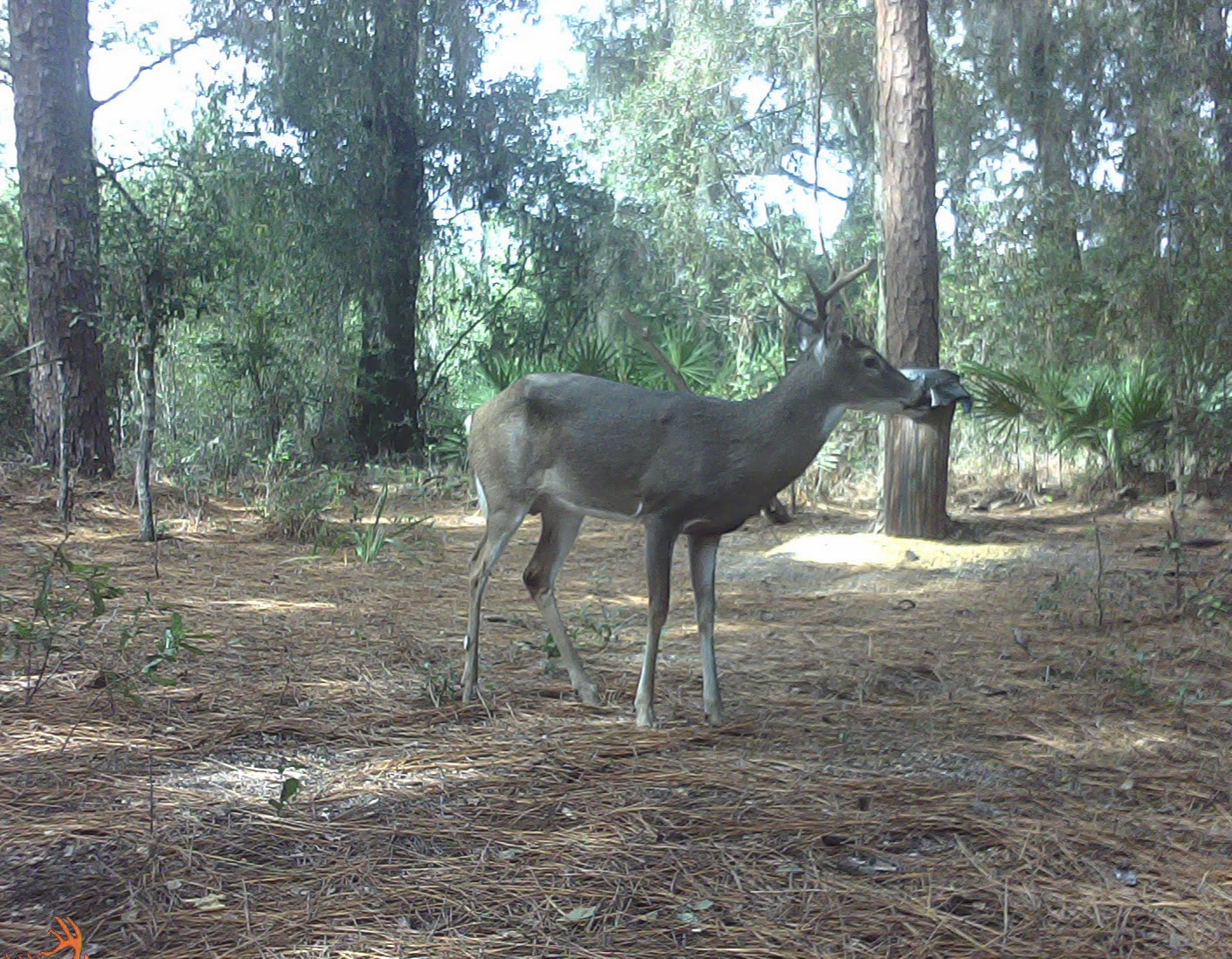 Real Life Outdoors Citrus Buck 2013