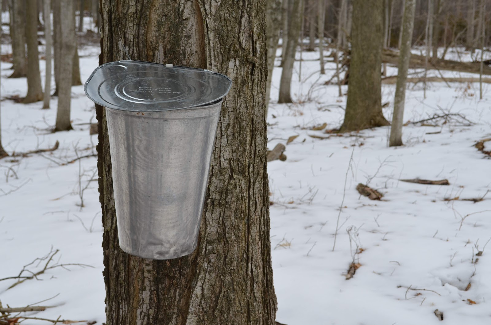 Maple Syrup in the Making Part 1 — Bisous des Caribous
