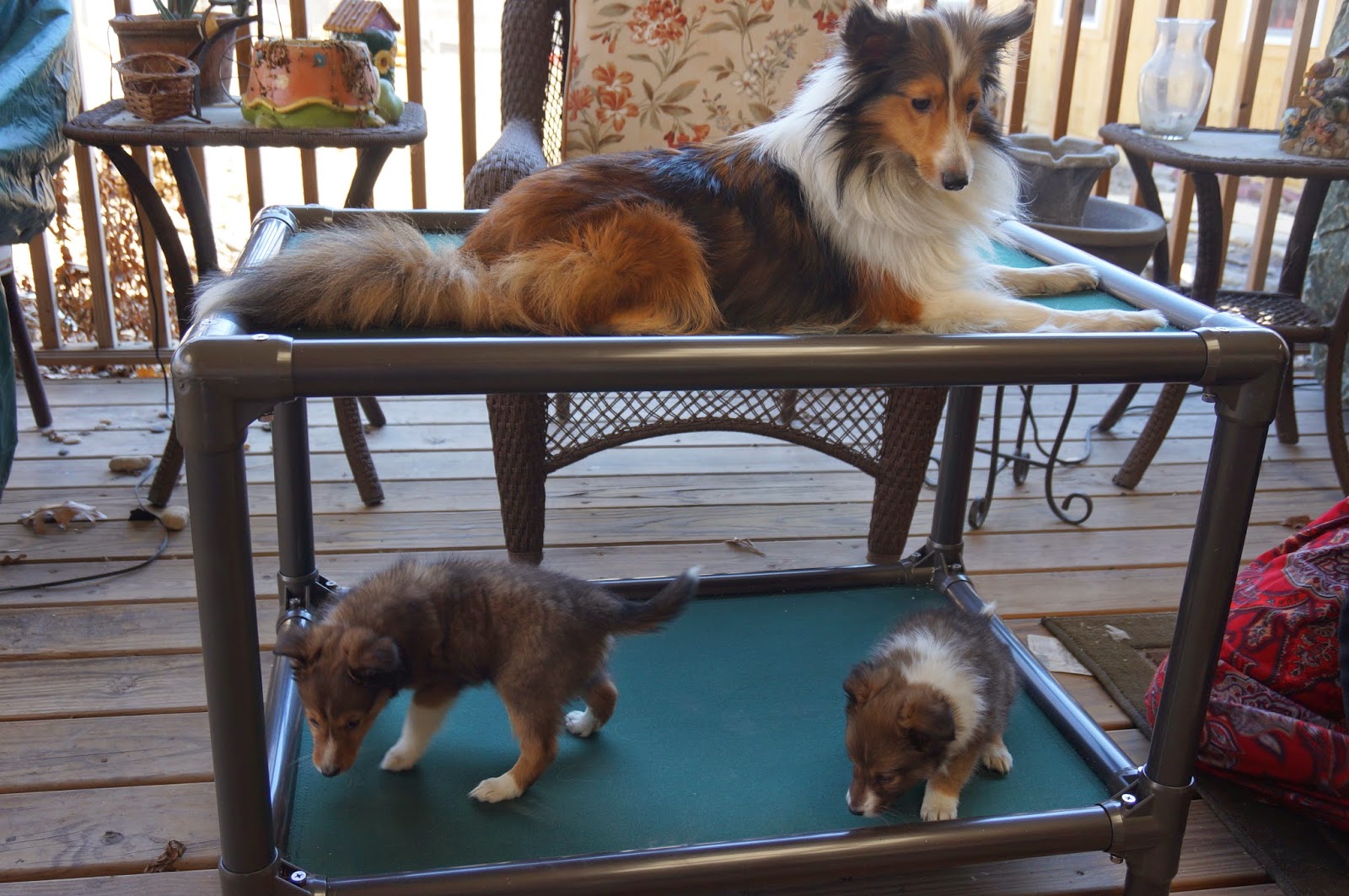 At the Fence Love Kuranda Dog Beds