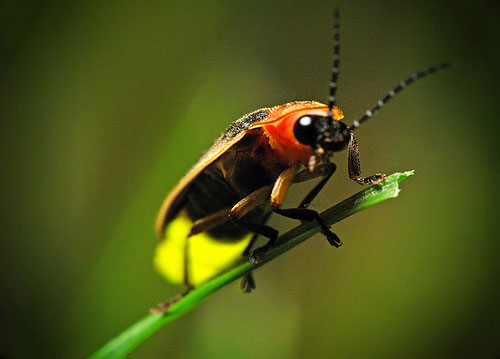 [Resim: firefly-insect.jpg]