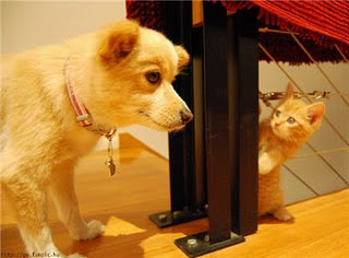 Funny Dog Pictures