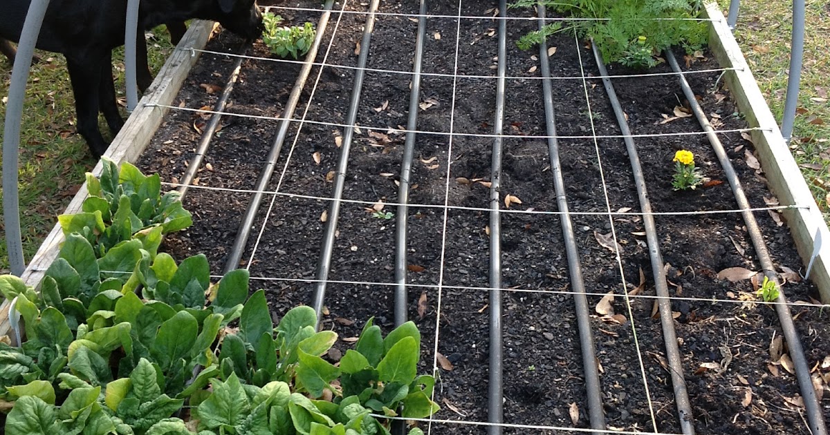 How Does Your Garden Grow?: March, 2013
