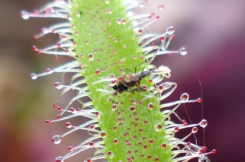 MOSI Outside Savage Garden Carnivorous Plant Traps