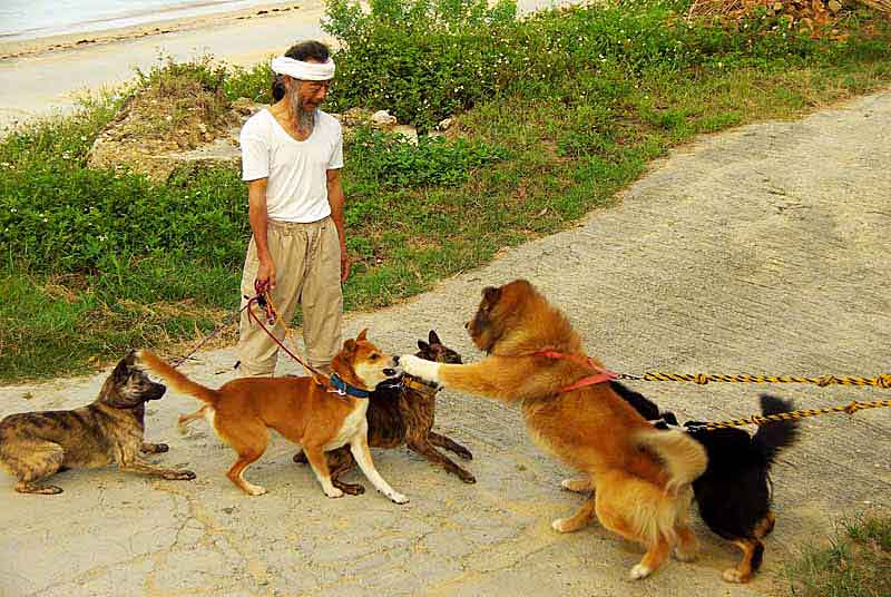The Other Fighting Season In Afghanistan, dog fighting in the winter ...
