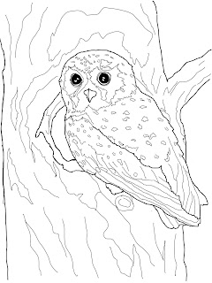 Owl Coloring Pages