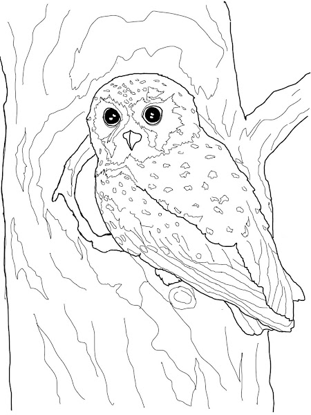 Elf Owl Coloring Page