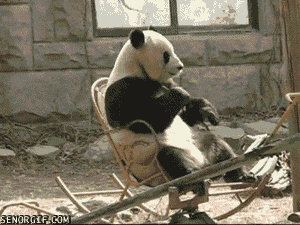 funny-gifs-panda-likes-their-rocking-chair