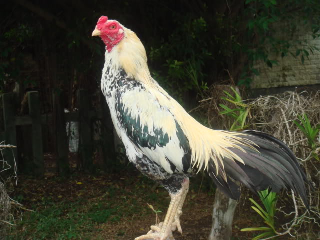 80 Gambar Ayam Aduan Pama Terbaik 80 Gambar Ayam Aduan Pama Terbaik