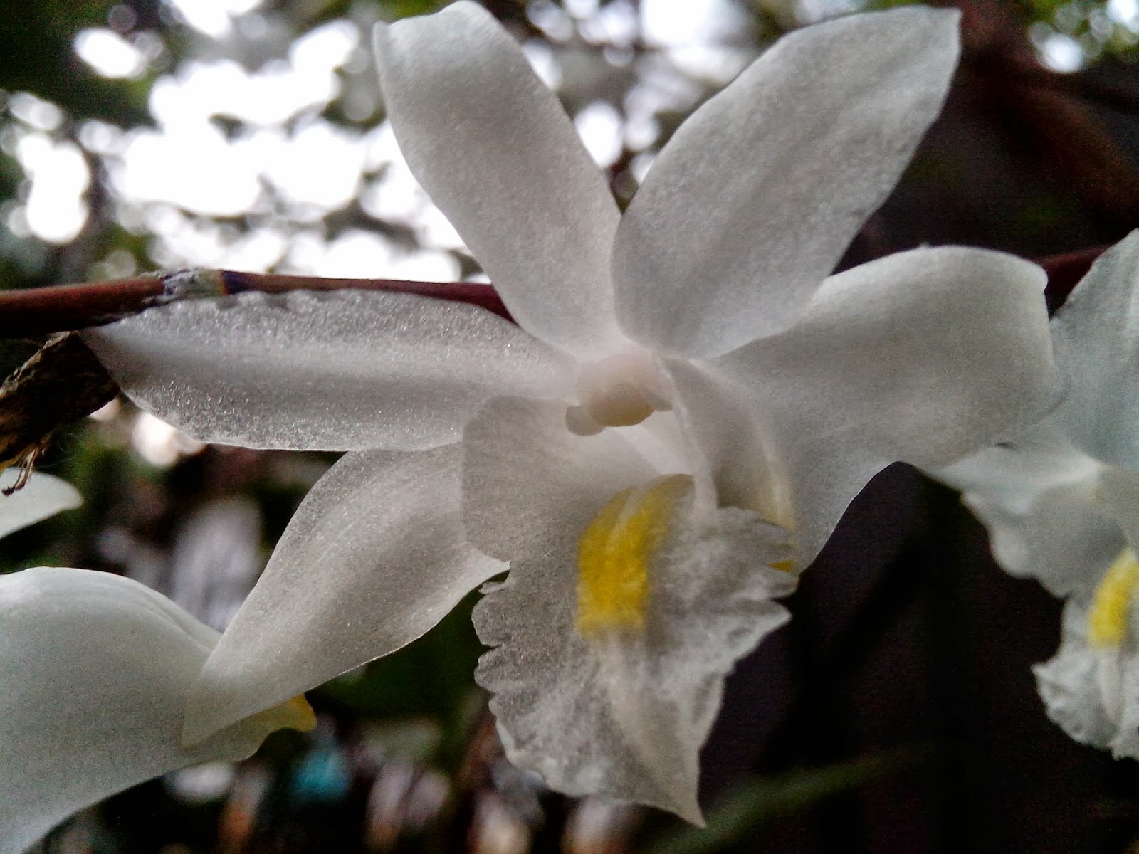 Endah Murniyati's Journey FLOWER OF THE WEEK WHITE DOVE ORCHID