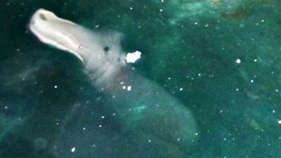 Bizarre Sea Monster Discovered In Greece 2015, UFO Sightings Bizarre Sea Monster Discovered In Greece 2015, UFO Sightings