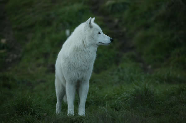 Manada: Guardianes del bosque - Página 28 Young+White+wolf