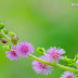 Hoa Trinh Nữ nguồn gốc bài hát