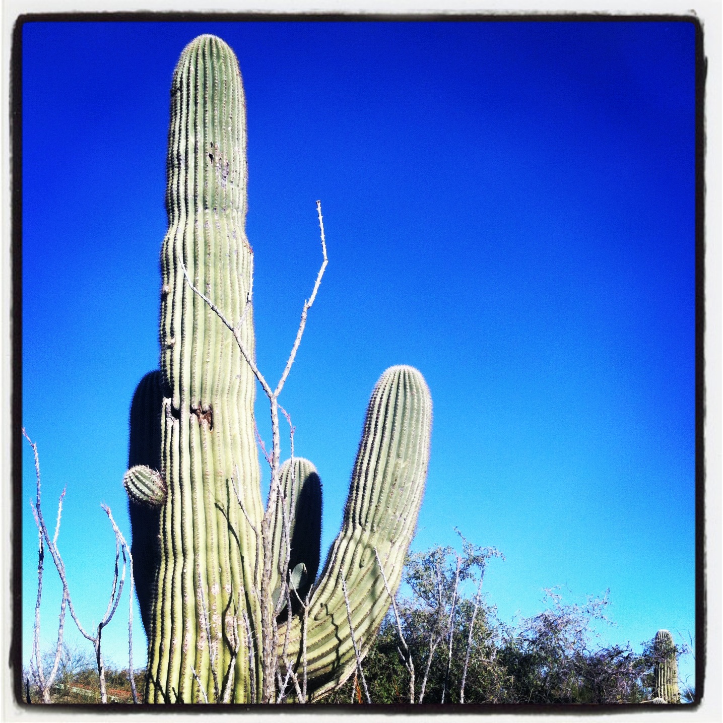 The Daily Rant: Instantly Tucson