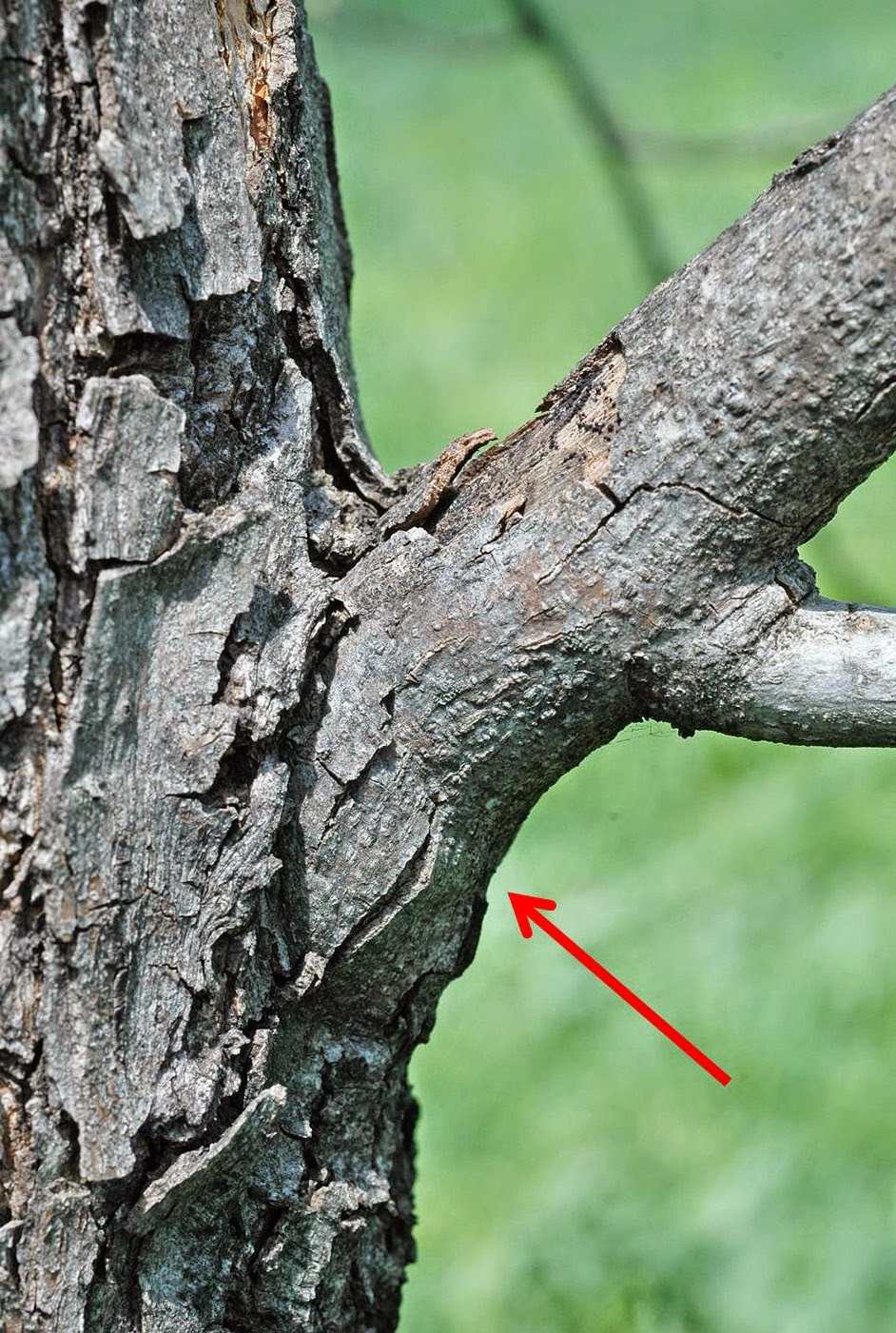 Northern Pecans How pecan trees seal off pruning wounds