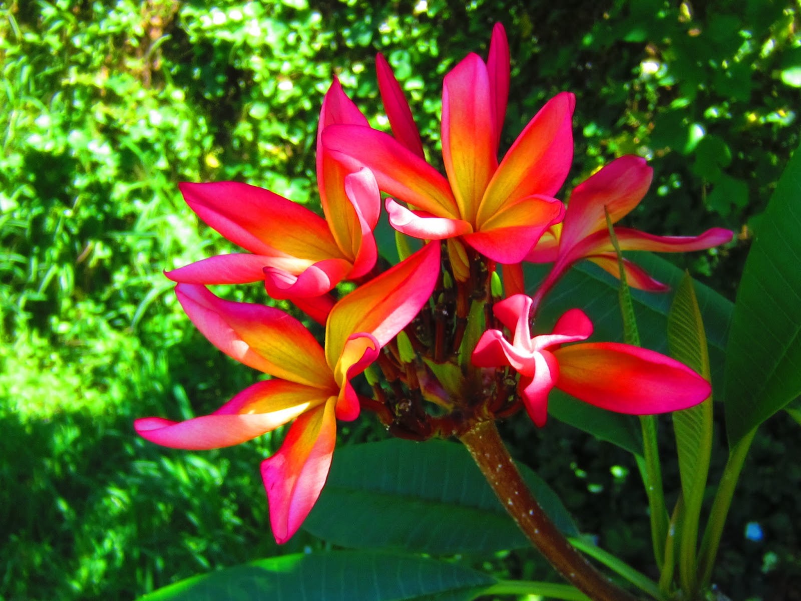 pink plumerias theses are pretty but poisonous happy tummy