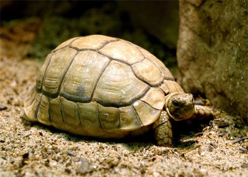 Egyptian Tortoise Animals World