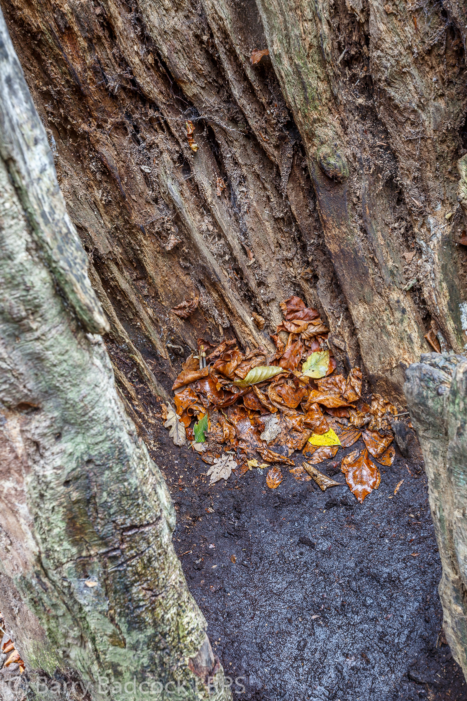 B's Photography: Epping Forest Autumn Colours