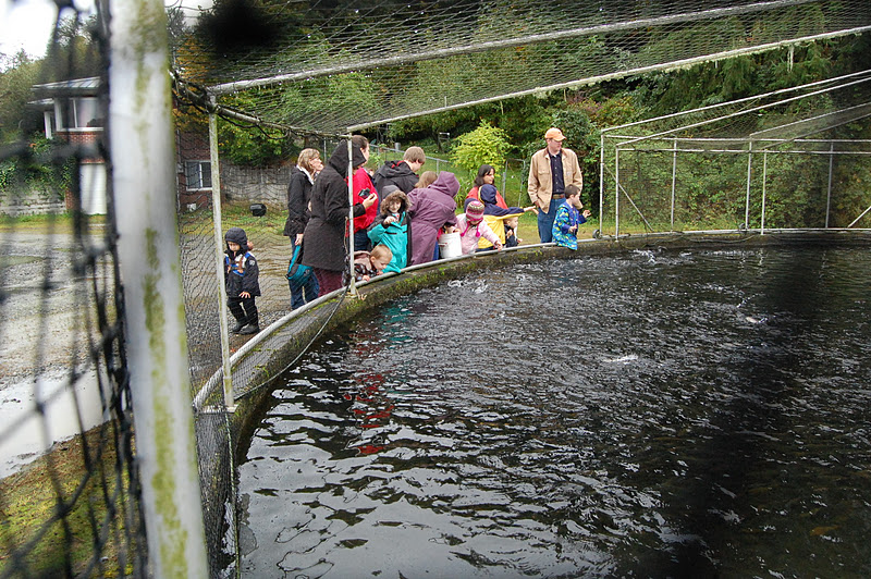 Our Creative Day Fish Hatchery