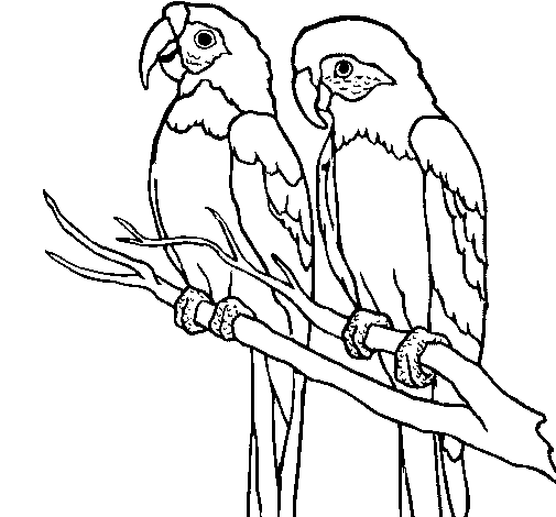 dibujos infantiles para ccolorear loros 20 10 15