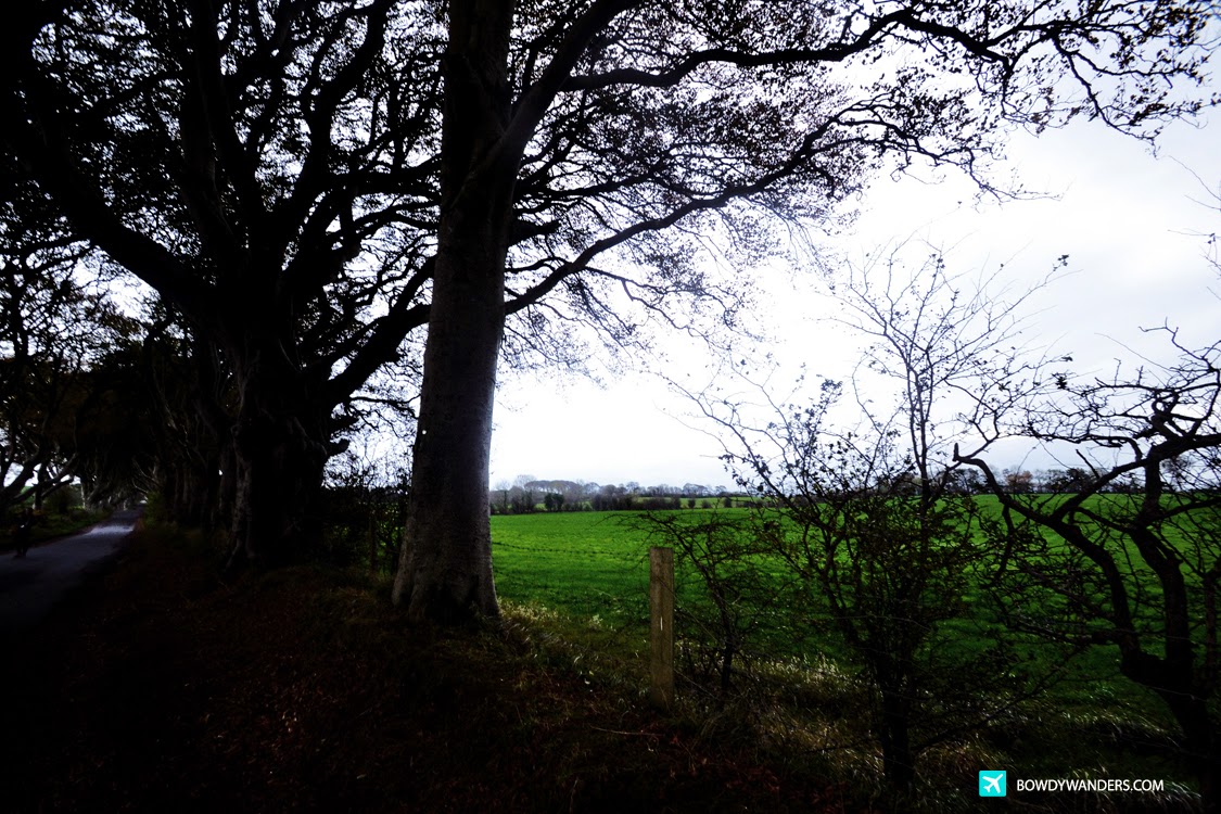 The Dark Hedges, Northern Ireland The Dark Hedges, Northern Ireland