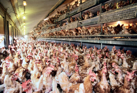 Food Inc Chicken