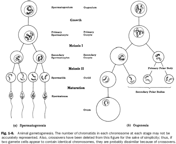 Education of gametes