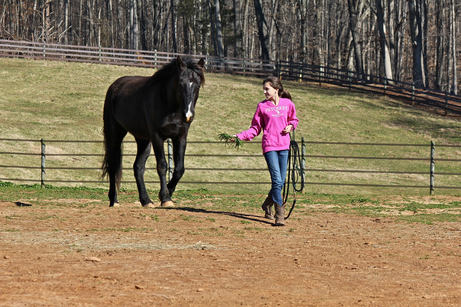 Just Horses "Tamed Passion" a poem by Sebastian!