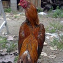 Macam-macam ayam sabung di asia tenggara