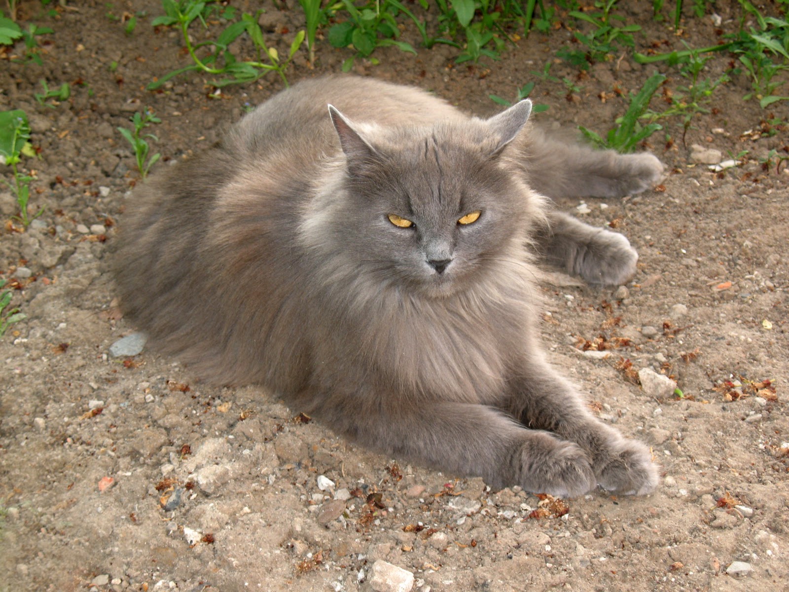 American Cat
