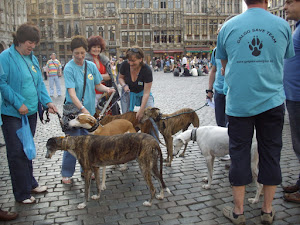 "GREY HOUND RACING":- Retired racing dogs protesting against their post racing retirement plight.