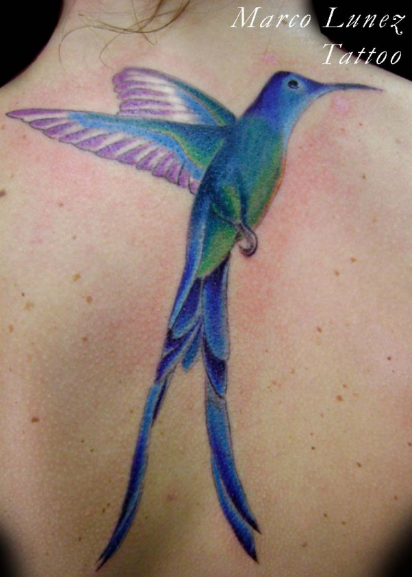 mais de 70 tatuagens de beija flor escreve nÃo lÊ
