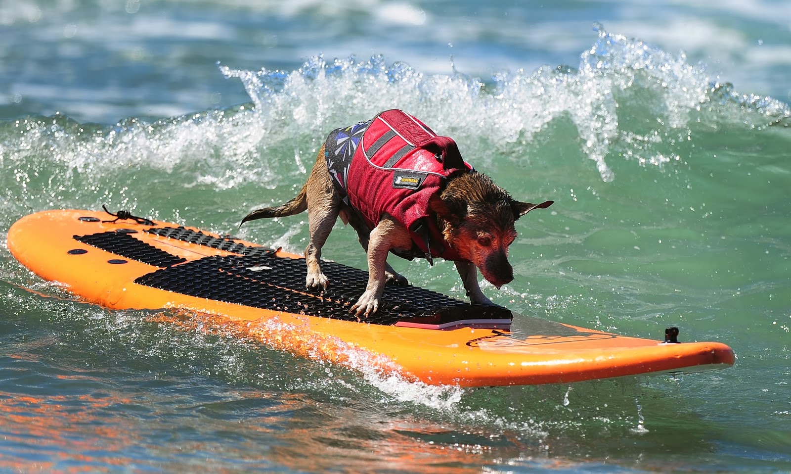 Annual Dog Surfing Competition HD Pictures HD Photos