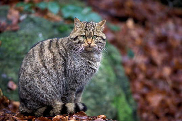 Passi Avanti Gatto Selvatico
