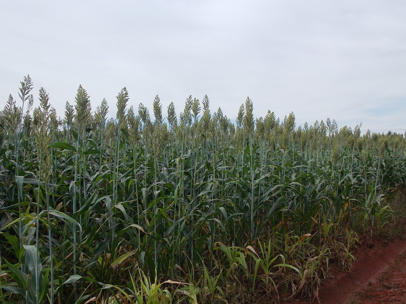 Sorgo forrageiro