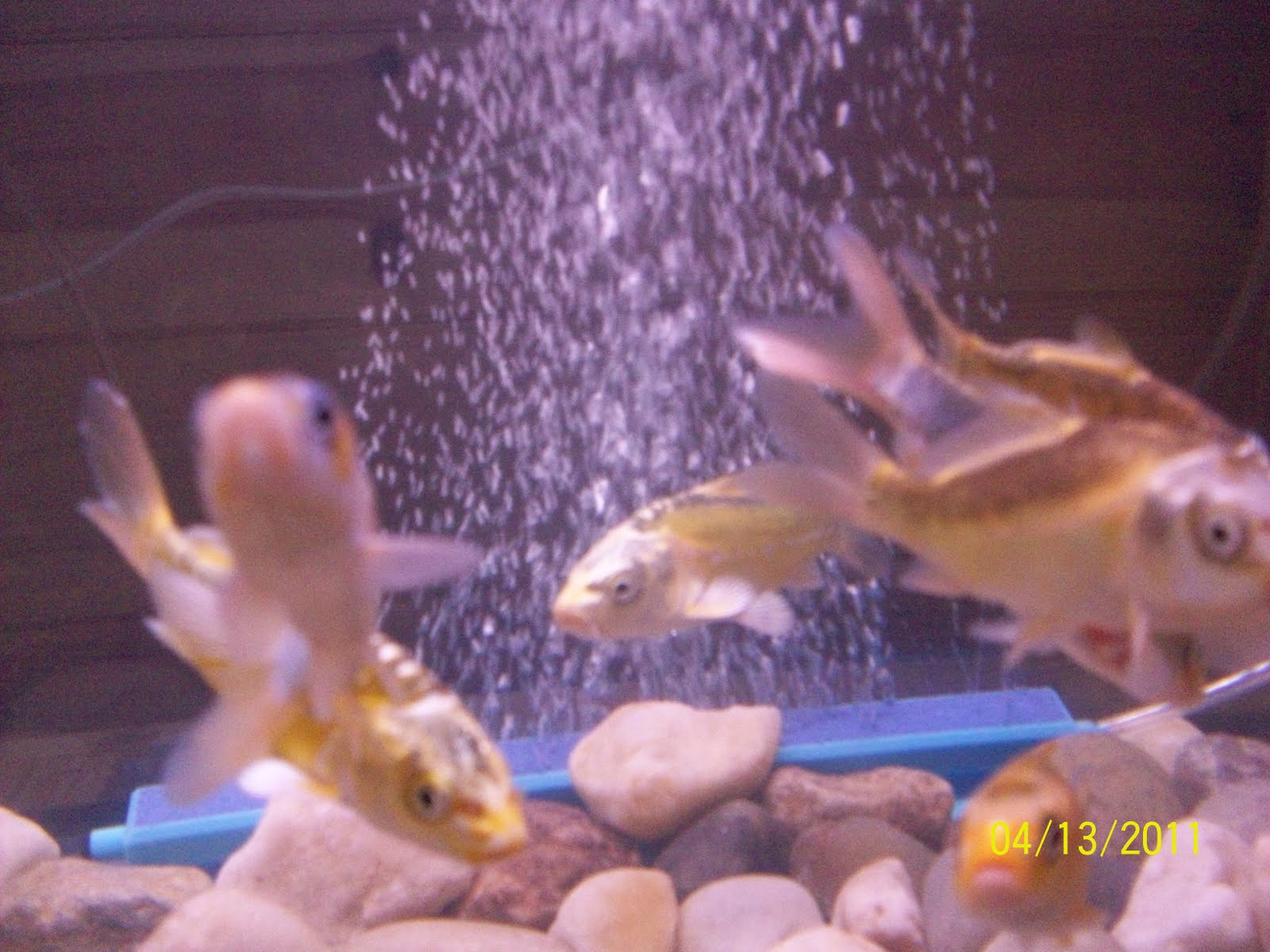 Aggression of Koi Experiment Aggression of Koi Experiment