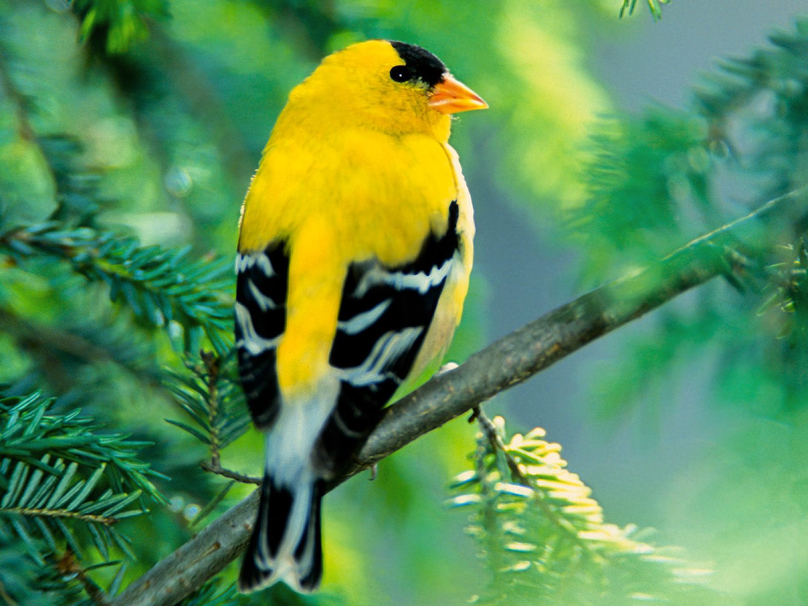American Goldfinch Images