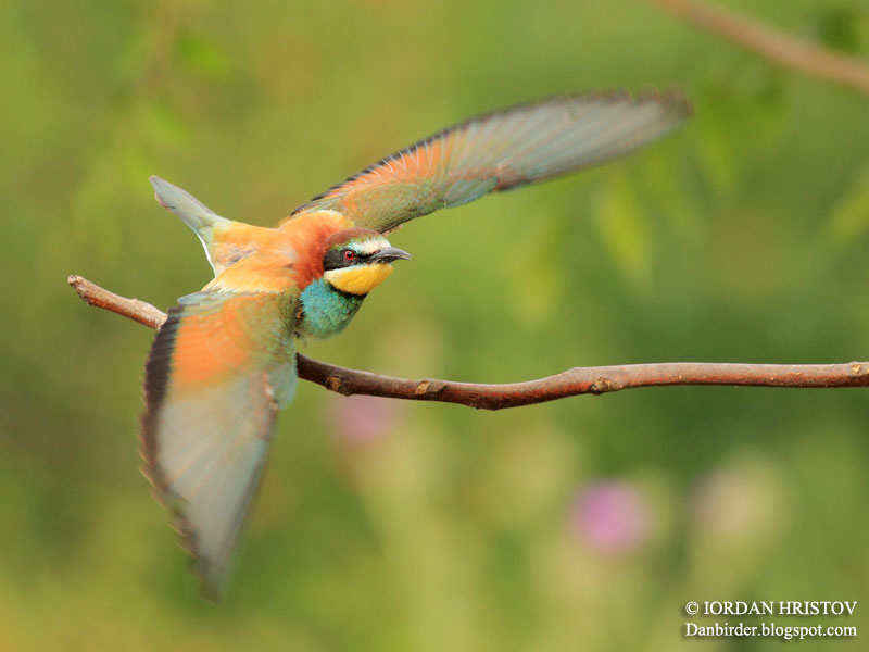 Bee-eater photography Bee-eater photography