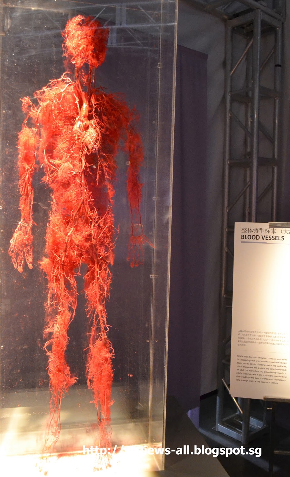 We'll Tell You - A&W Couple's Blog: The Human Bodies Exhibition at The