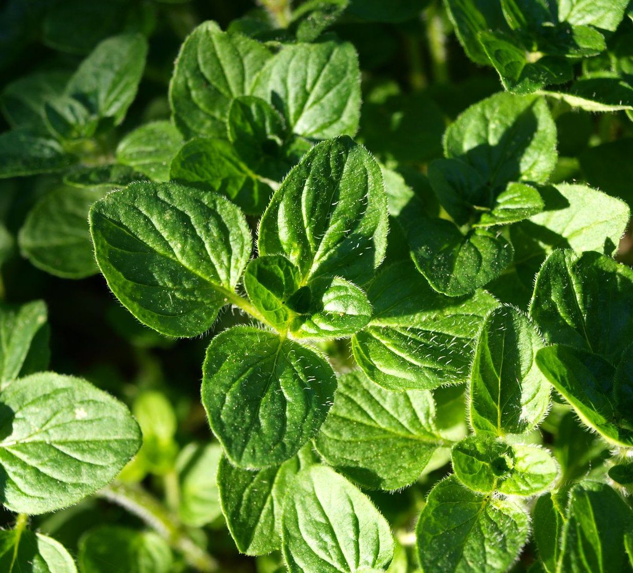 Mark's Veg Plot Herbs