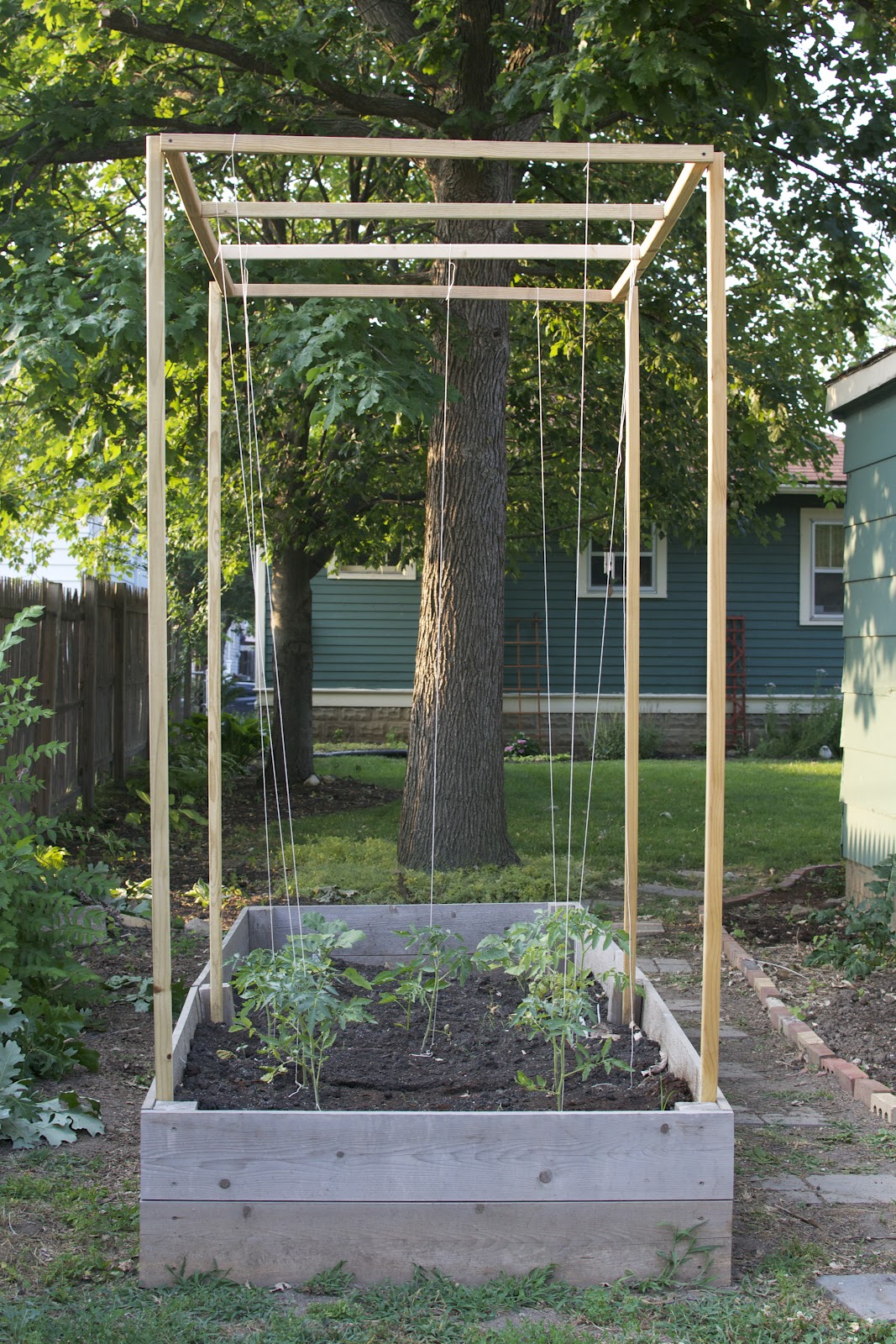 pardon the noob tomato trellis pardon the noob tomato trellis