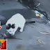 Pet cat saves Kid's life from a snake
